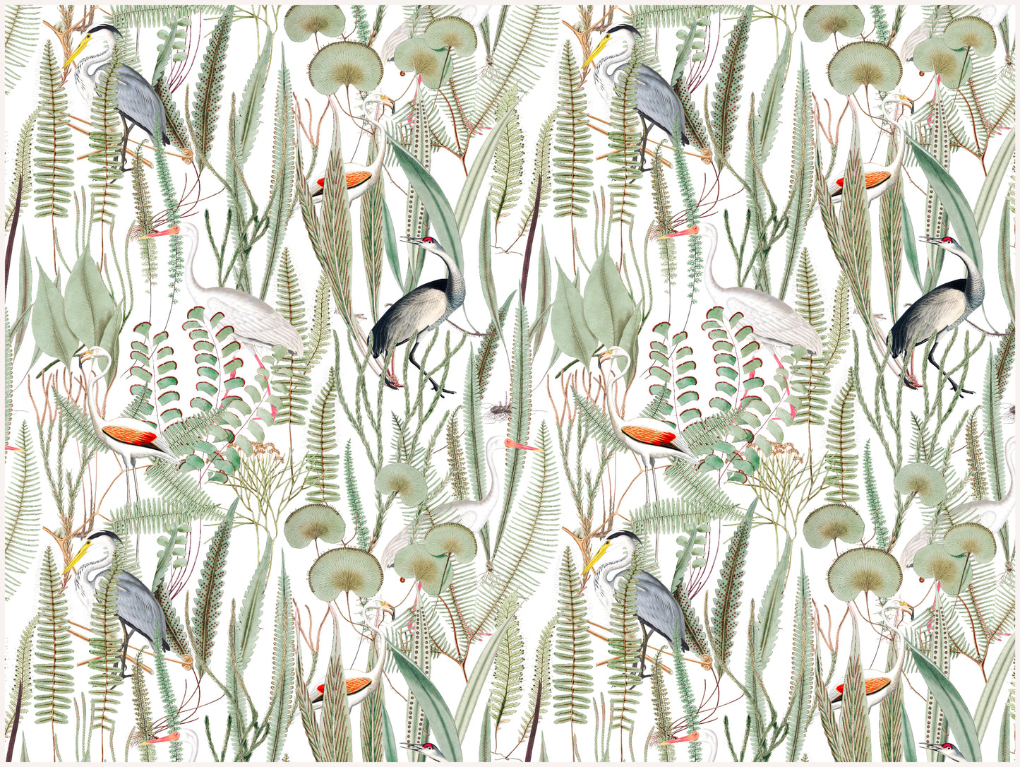 oiseaux au paradis