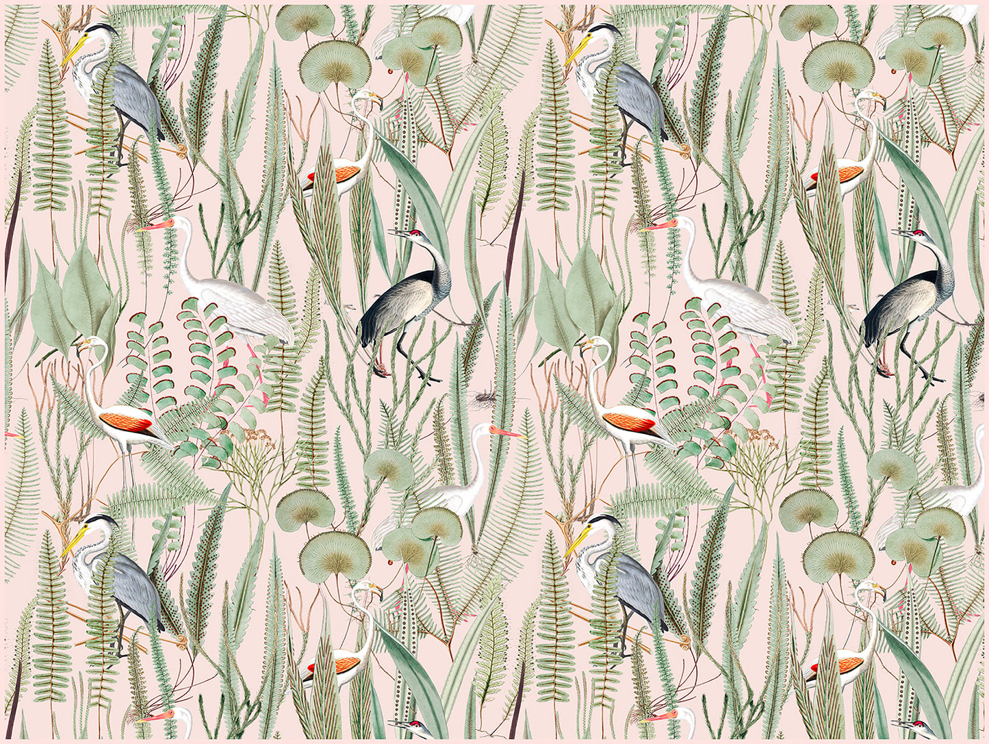 Oiseaux au paradis rose