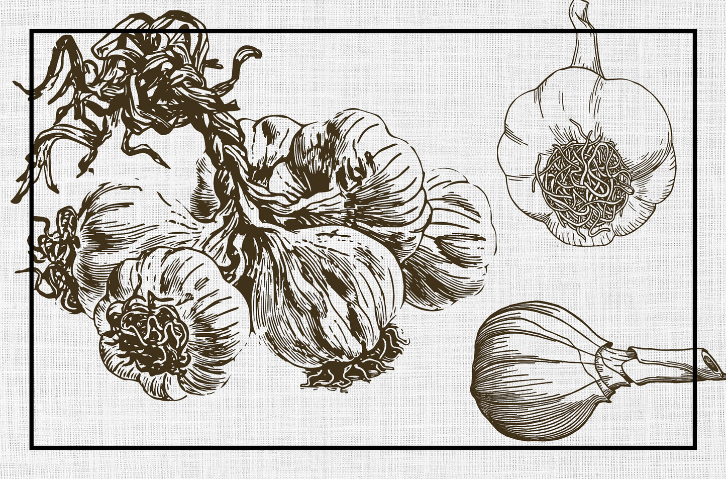 Garlic
