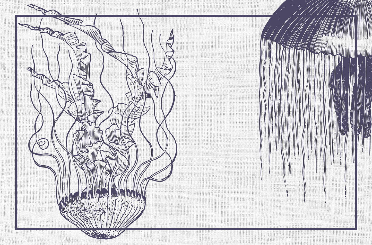 Jellyfish