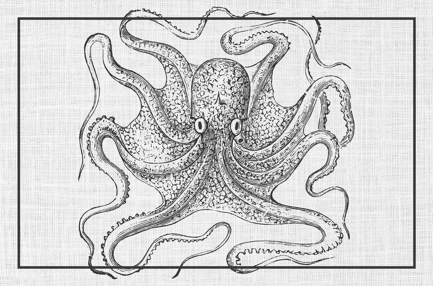 Black octopus