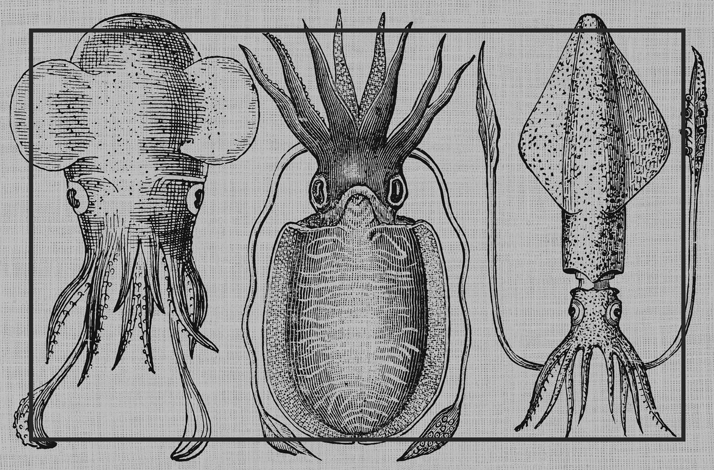 Black squid cuttlefish