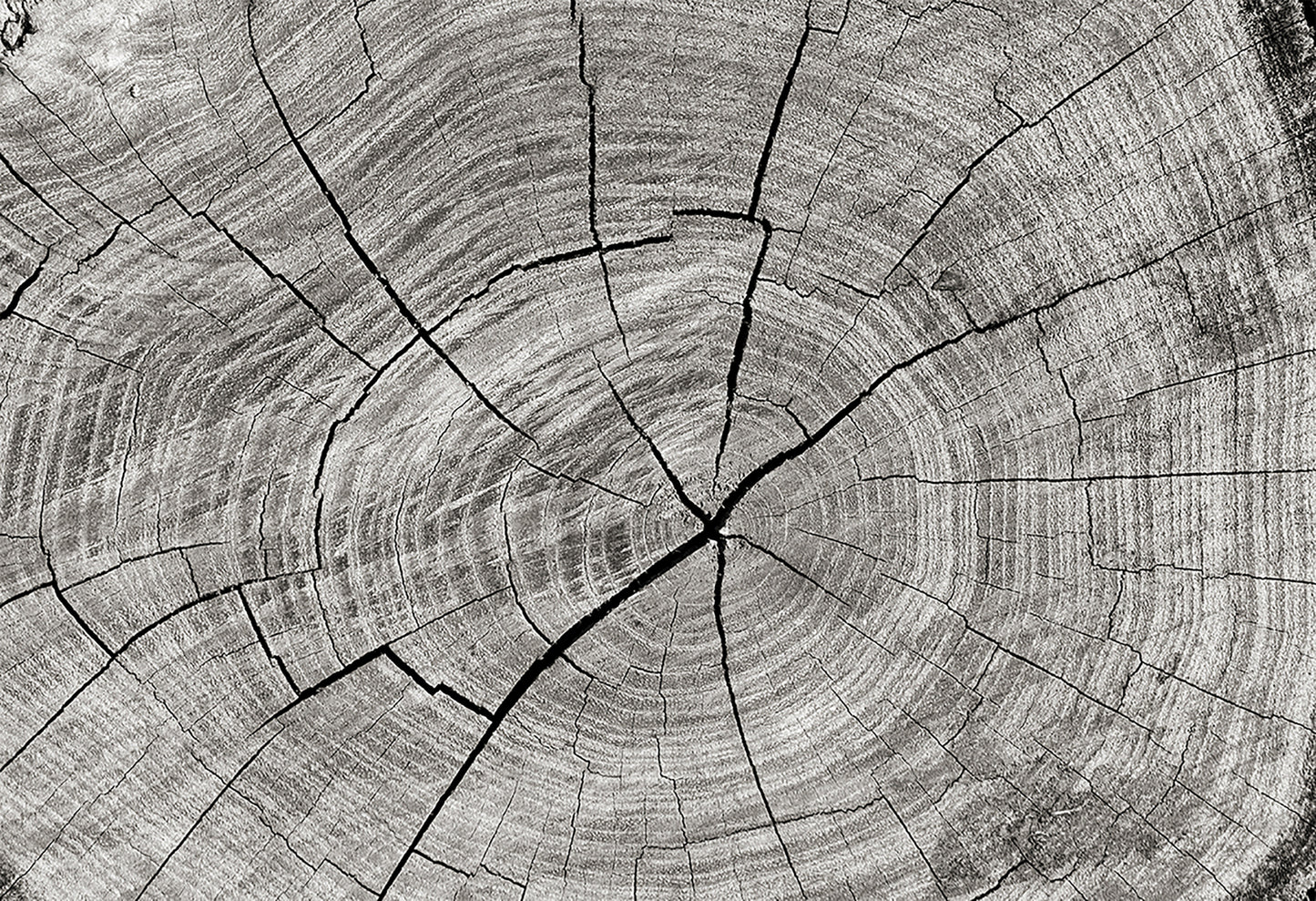 Sticker para ordenador portátil Tronco árbol gris