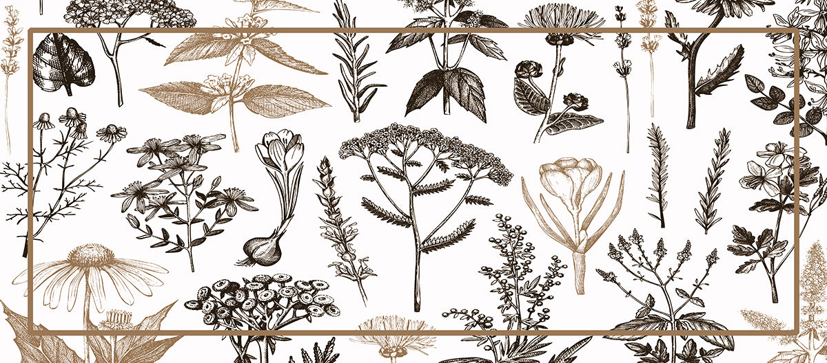 Plantas medicinales sepia
