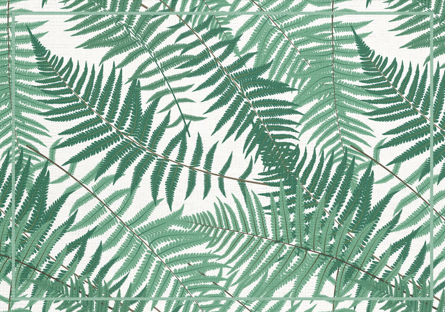 Ferns