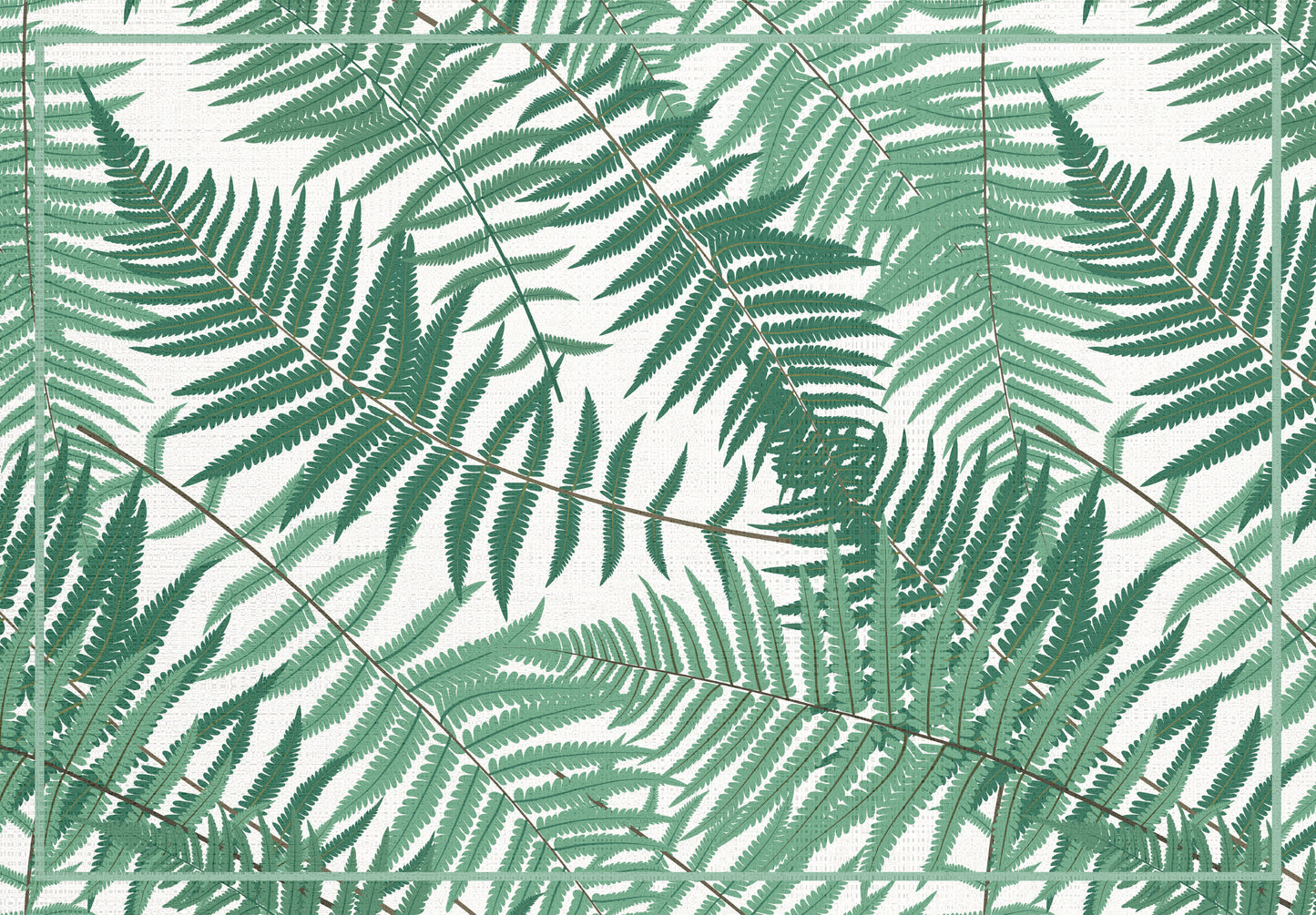 Ferns