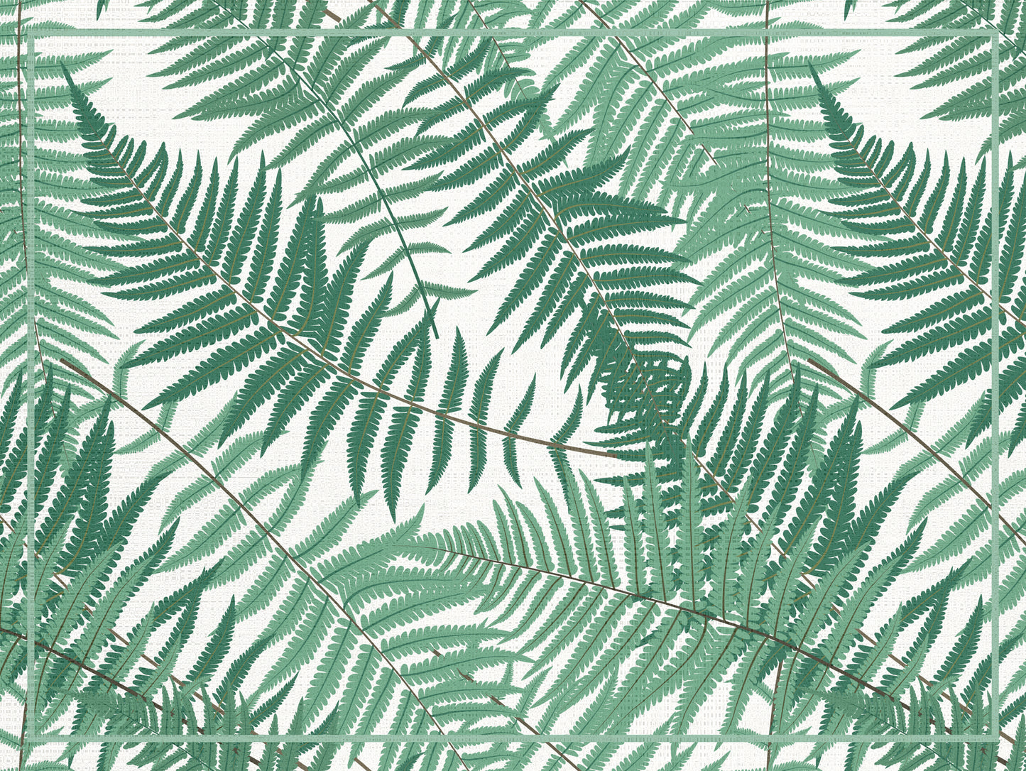 Ferns