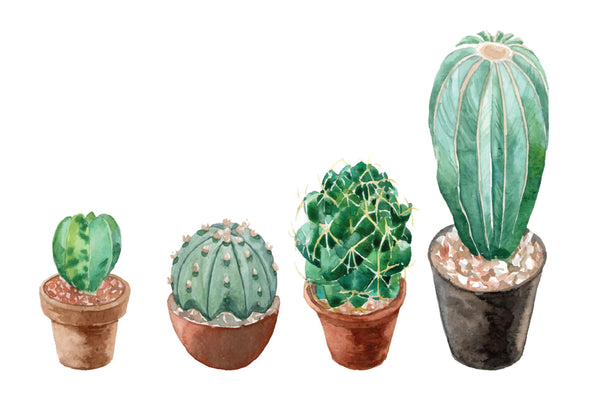 Sticker Set de 4 cactus terracota