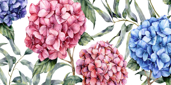 Hortensias